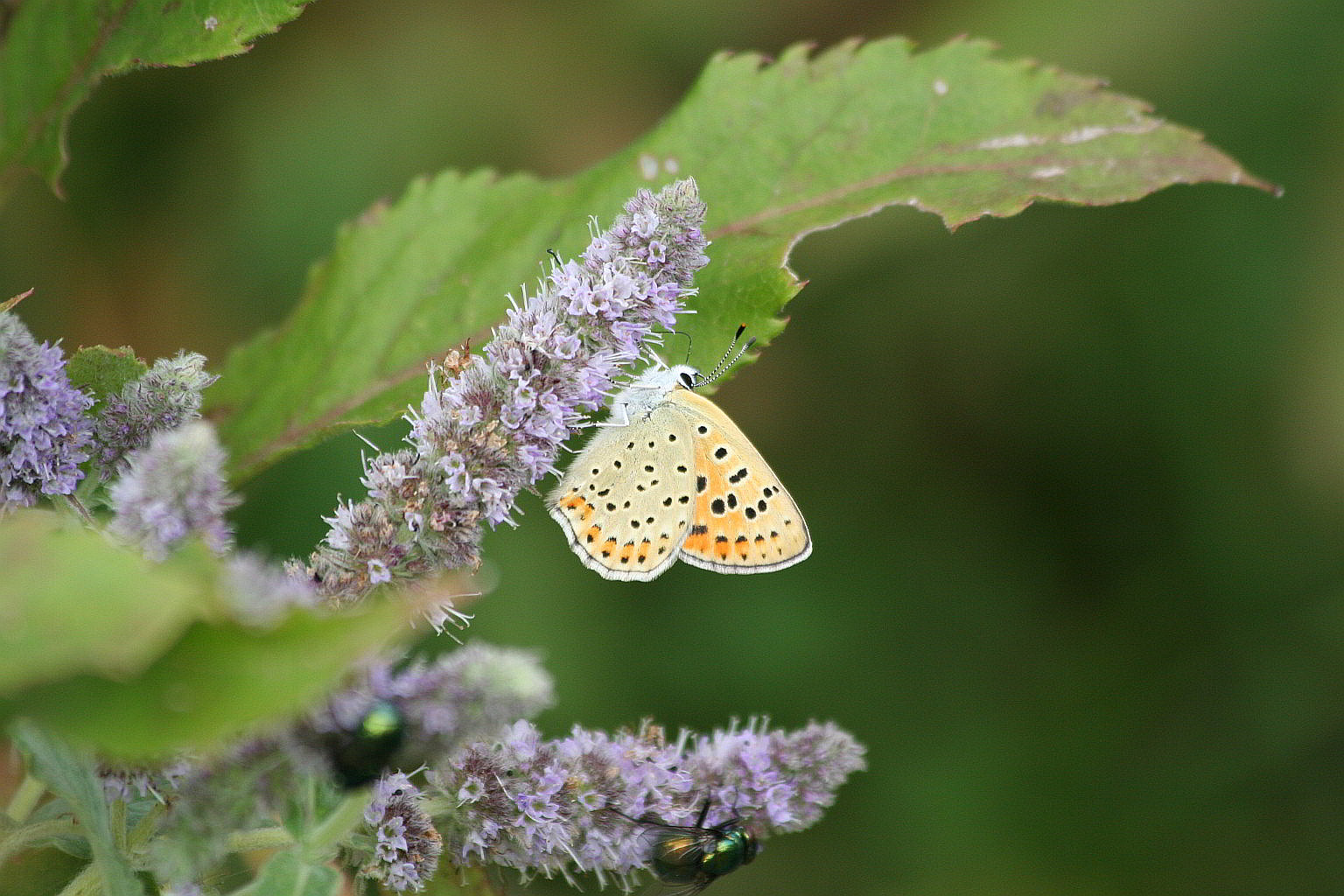 Lycaena tityrus femmina scura?